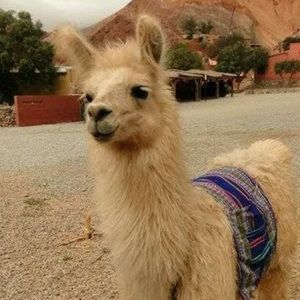 Meet your Posher, Grisell